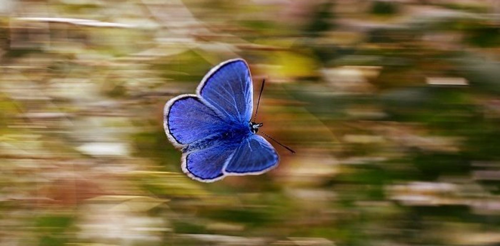 What Does a Butterfly Mean? PsychicOz