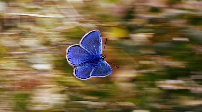 What Does a Butterfly Mean?