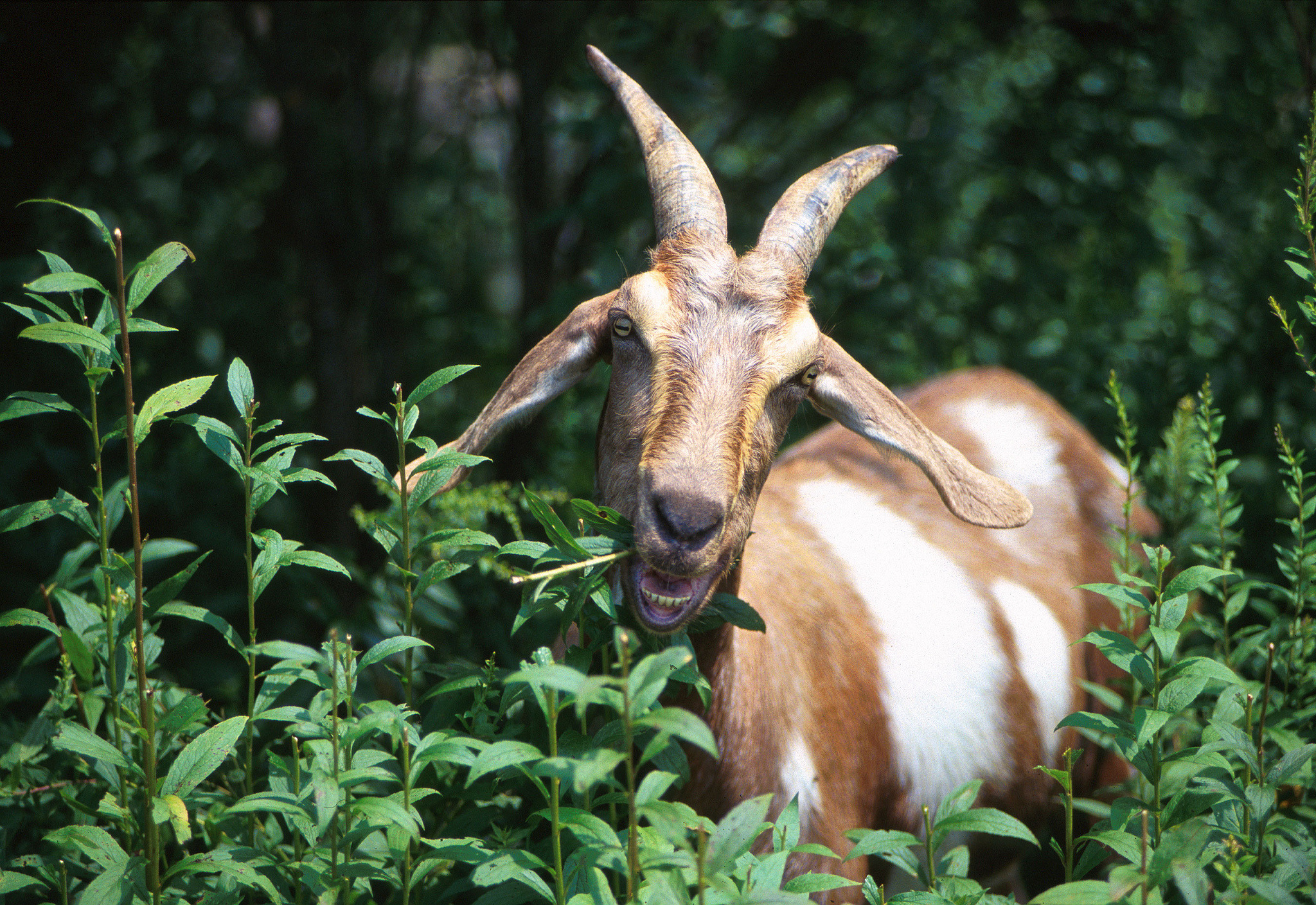 Goat Sighting