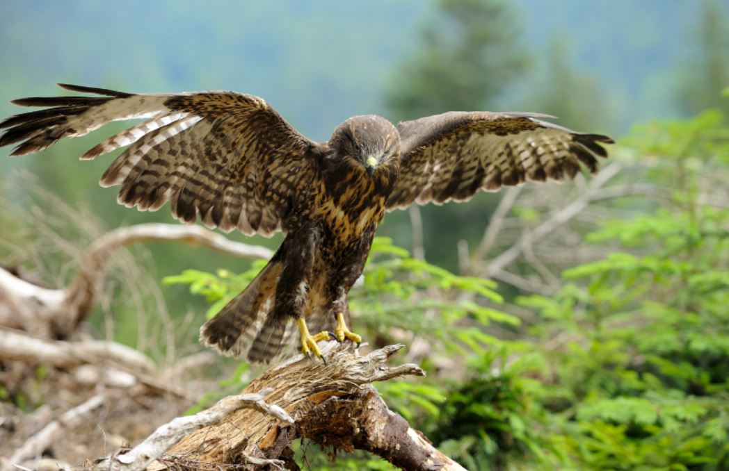 Animals That Deliver Messages in Your Life